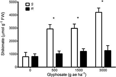 Mechanism of Resistance to Glyphosate in Lolium perenne from Argentina